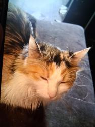 Lost Female Cat last seen Capstone academy, Commerce City, CO 80022