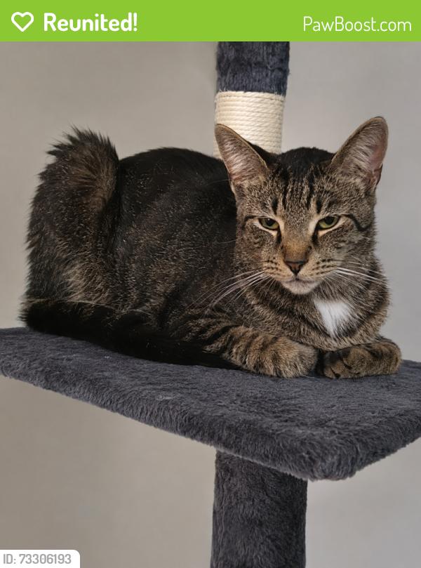 Reunited Male Cat last seen Cherokee, Florence, SC 29501
