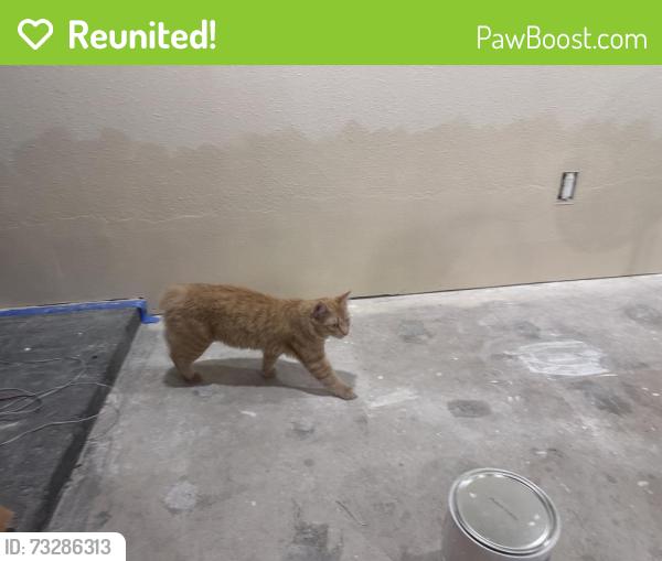 Reunited Male Cat last seen Southeast Alder, Portland, OR 97216