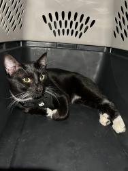 Found/Stray Male Cat last seen Hickman and Merle Hay, Des Moines, IA 50310