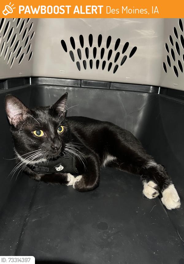 Found/Stray Male Cat last seen Hickman and Merle Hay, Des Moines, IA 50310