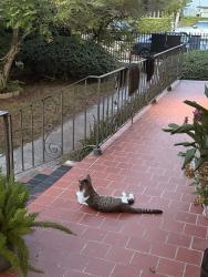 Reunited Male Cat last seen Near Michigan Ave, Miami Beach, Miami Beach, FL 33139