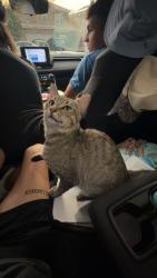 Found/Stray Unknown Cat last seen Near Walnut Creek Rd NE, Albuquerque, NM 87109