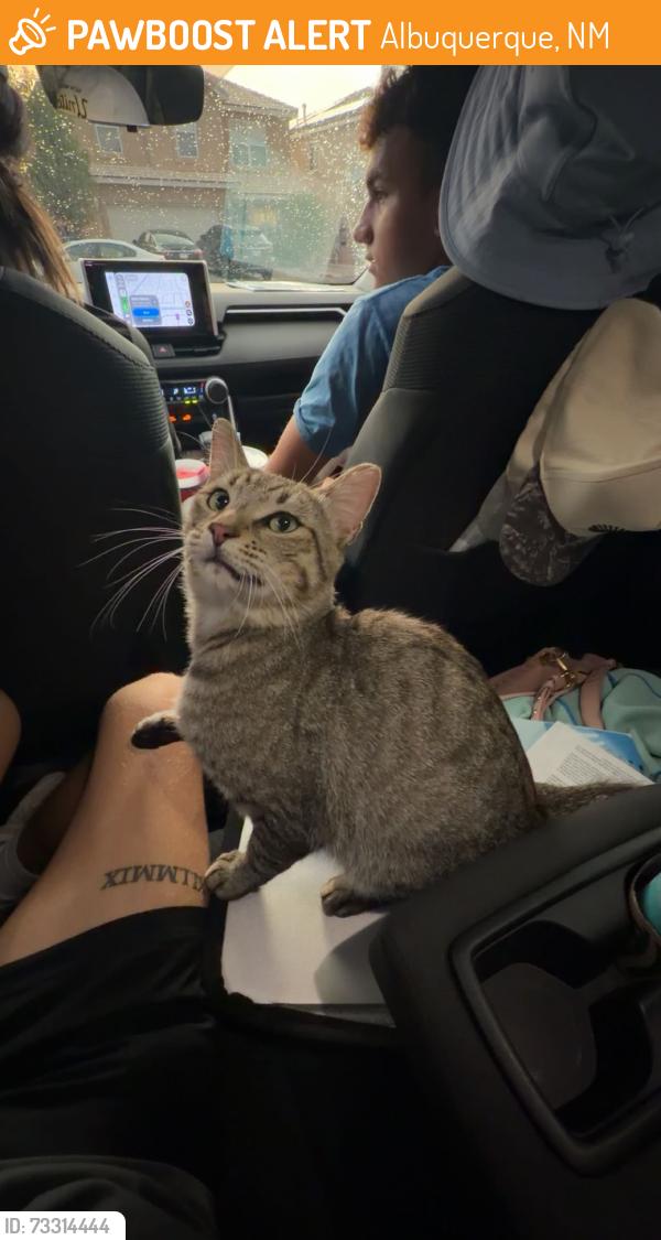 Found/Stray Unknown Cat last seen Near Walnut Creek Rd NE, Albuquerque, NM 87109