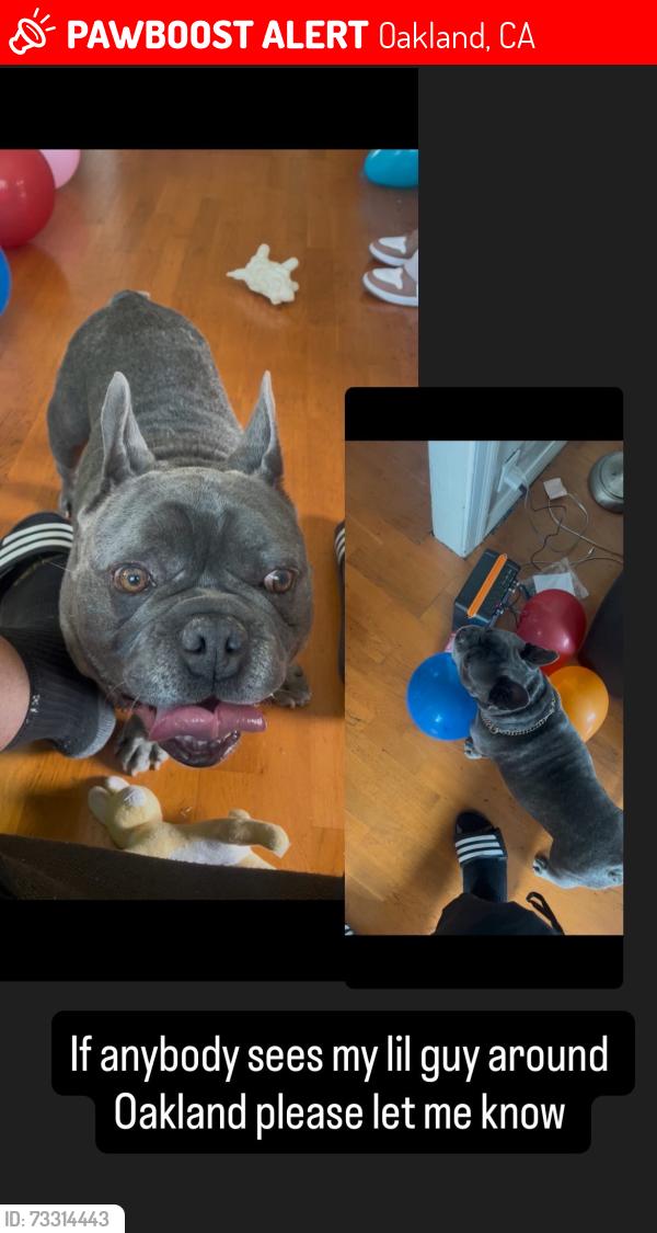 Lost Male Dog last seen International, Oakland, CA 94621