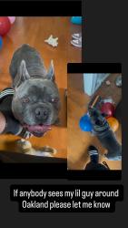Lost Male Dog last seen International, Oakland, CA 94621