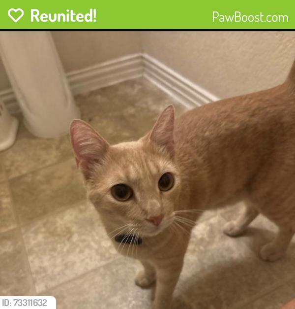 Reunited Female Cat last seen Daunteless, Houston, TX 77066