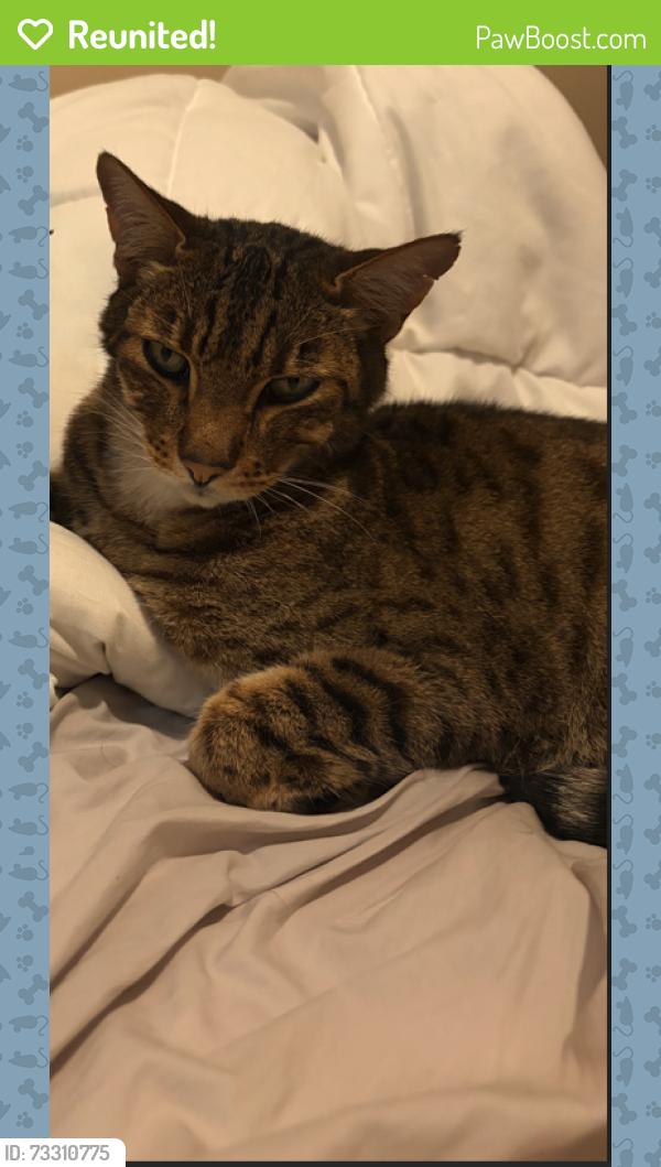 Reunited Male Cat last seen 72nd & 200th ST, Metro Vancouver, BC 