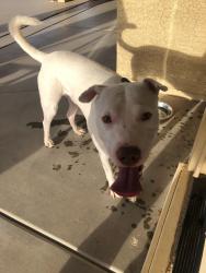 Reunited Male Dog last seen S 229th Ln/ N Sundance Pkwy, Buckeye, AZ 85326