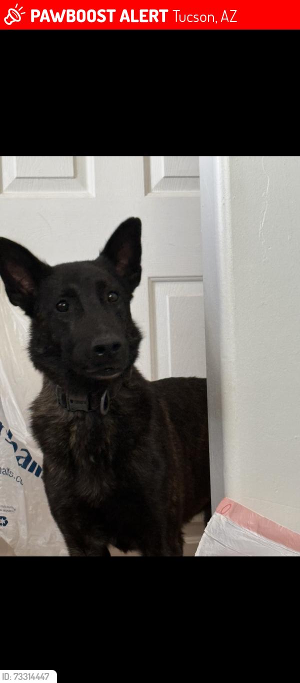 Lost Male Dog last seen 22nd and Wilmot, Tucson, AZ 85711
