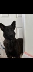 Lost Male Dog last seen 22nd and Wilmot, Tucson, AZ 85711