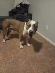 Reunited Male Dog last seen Cardinal and valencia, Tucson, AZ 85746