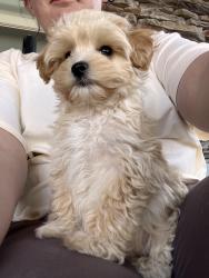 Reunited Male Dog last seen Near belltown drive, Huntsville, AL 35803