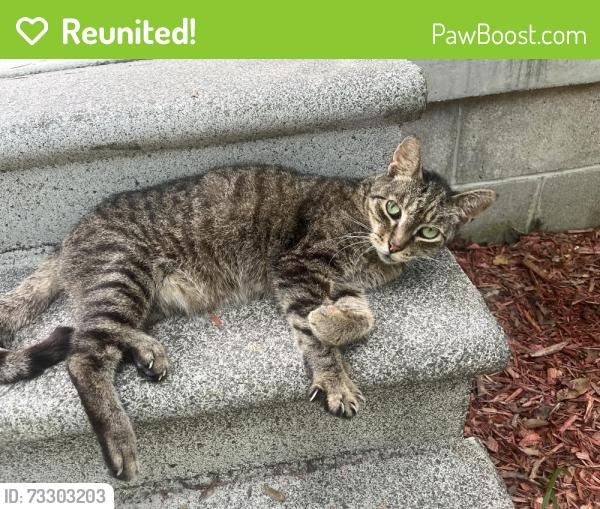 Reunited Male Cat last seen Puerile Circle, Oglethorpe County, GA 30628