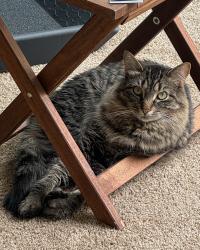 Lost Male Cat last seen Curtis Rd and Brookville Rd, Plymouth, MI 48170