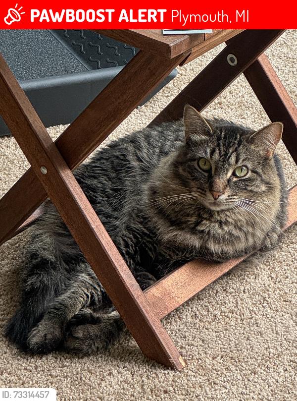 Lost Male Cat last seen Curtis Rd and Brookville Rd, Plymouth, MI 48170