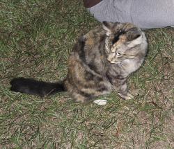 Found/Stray Unknown Cat last seen Lake elbert drive ne, Winter Haven, FL 33881