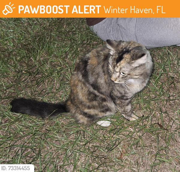 Found/Stray Unknown Cat last seen Lake elbert drive ne, Winter Haven, FL 33881