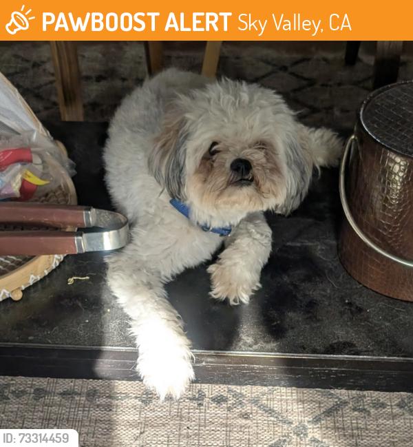 Found/Stray Male Dog last seen Dillon & Lamel, Sky Valley, CA 92241