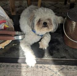 Found/Stray Male Dog last seen Dillon & Lamel, Sky Valley, CA 92241
