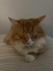 Lost Female Cat last seen Between Bass Pro Shop and Barefoot, Myrtle Beach, SC 29572