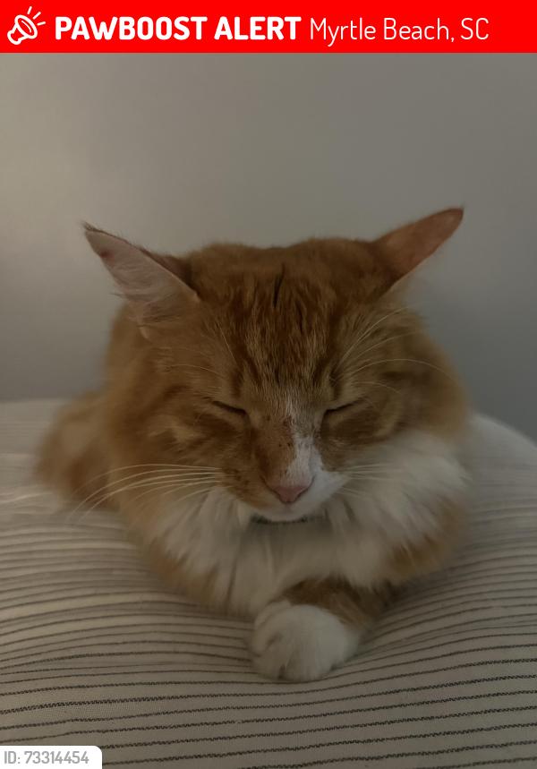 Lost Female Cat last seen Between Bass Pro Shop and Barefoot, Myrtle Beach, SC 29572