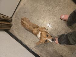 Reunited Male Dog last seen E Elm st and N 3rd Ave, Tucson, AZ 85705