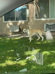 Found/Stray Male Dog last seen Meadows dr, Vacaville, CA 95688