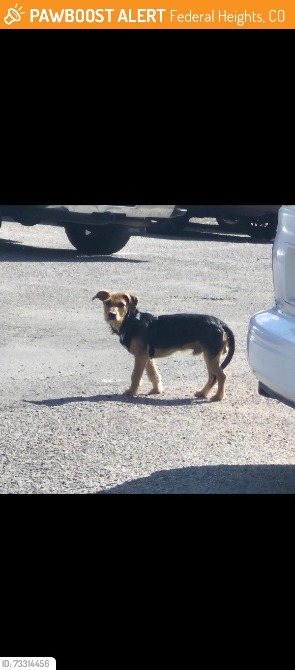 Found/Stray Male Dog last seen Fontaine Street, Federal Heights, CO 80260