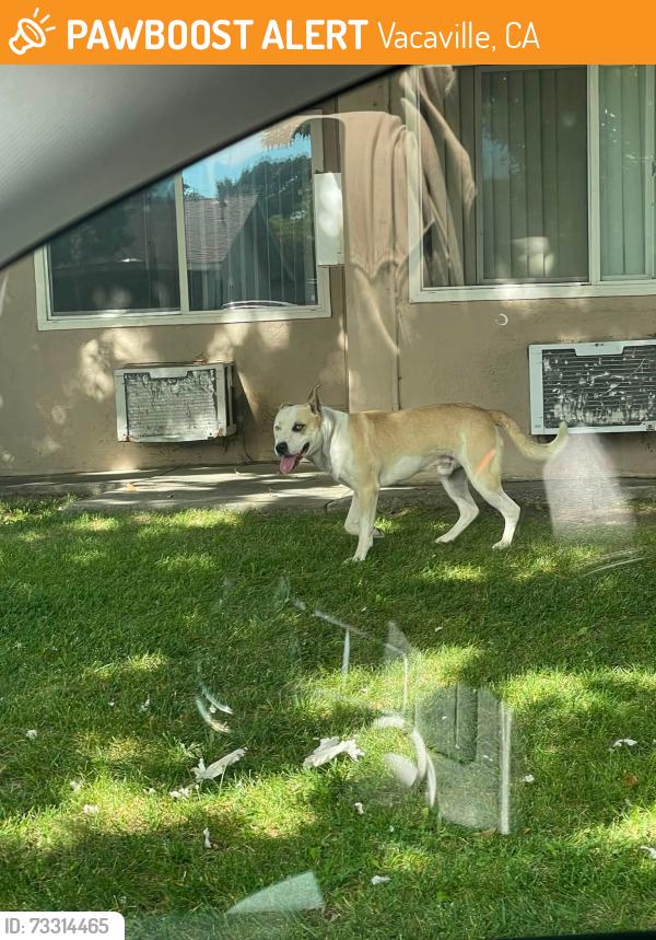 Found/Stray Male Dog last seen Meadows dr, Vacaville, CA 95688