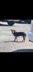 Found/Stray Male Dog last seen Fontaine Street, Federal Heights, CO 80260