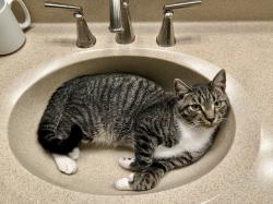 Lost Male Cat last seen Montilla Ln. & Naccome Drive, Mission Viejo, CA 92691