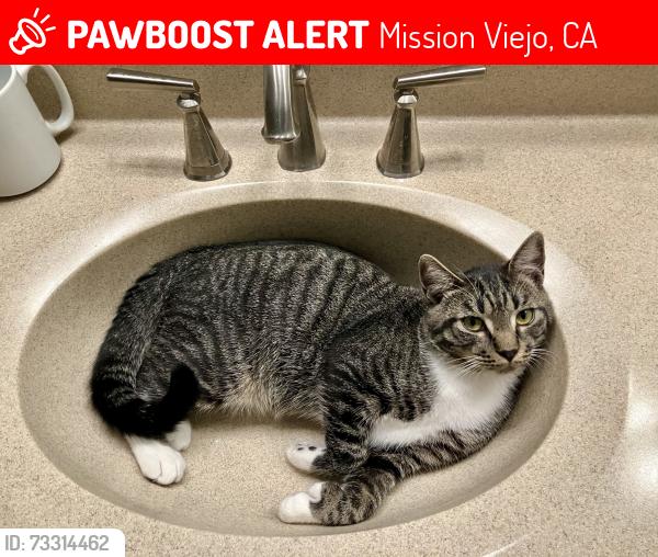Lost Male Cat last seen Montilla Ln. & Naccome Drive, Mission Viejo, CA 92691