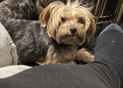 Reunited Male Dog last seen Rosemont drive, DeSoto, TX 75115