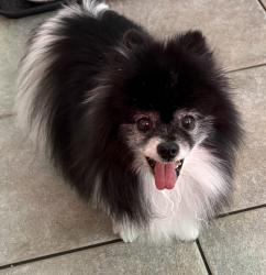 Reunited Female Dog last seen Waterford Way, Carrollton, TX 75006
