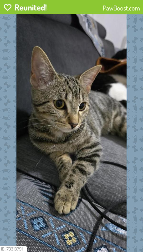 Reunited Female Cat last seen Cardiff road CF37 5HY, Rhydyfelin, Wales CF37 5HY