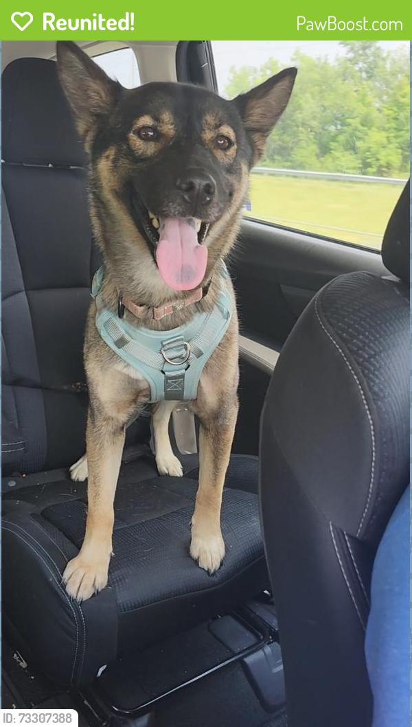 Reunited Female Dog last seen Tivoli Lane, Cincinnati, OH 45246