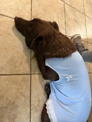 Lost Female Dog last seen Near valley park drive Memphis Tennessee, Memphis, TN 38115