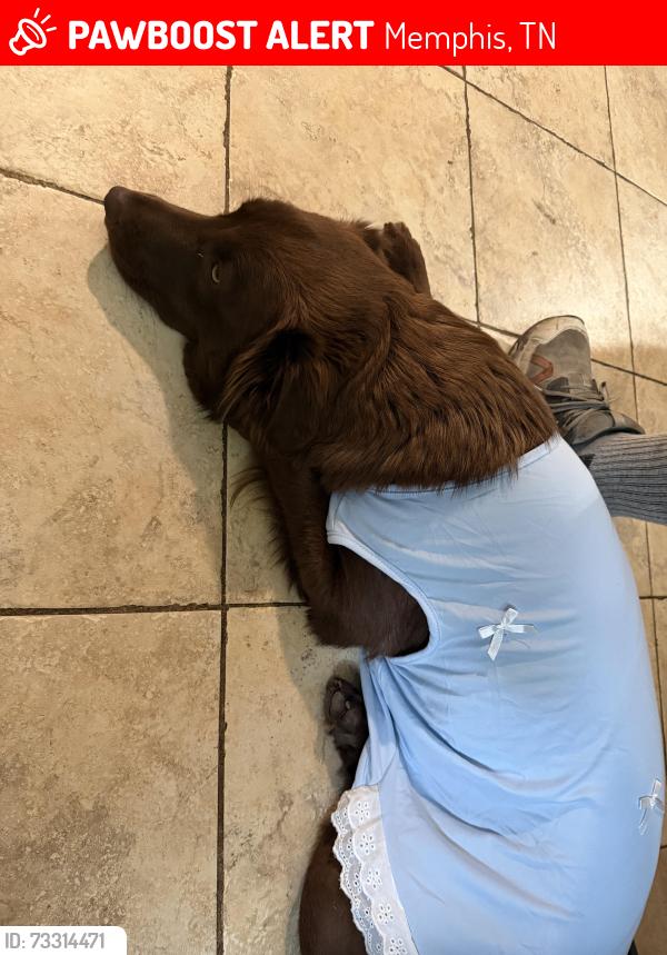 Lost Female Dog last seen Near valley park drive Memphis Tennessee, Memphis, TN 38115
