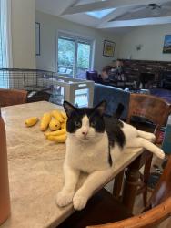 Lost Male Cat last seen Judith Dr. and Bragdon Ave., Danbury, CT 06811