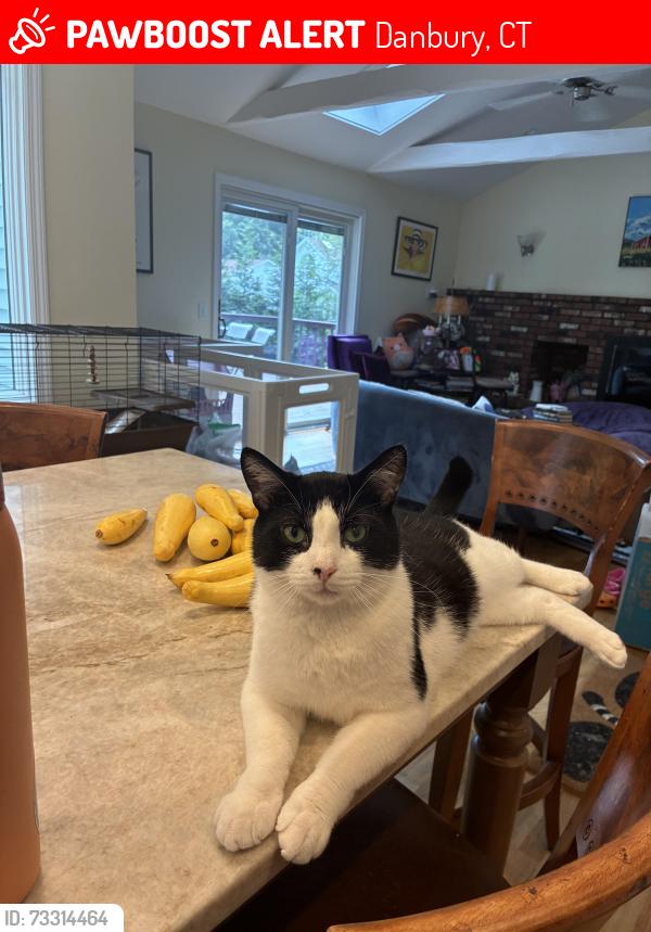 Lost Male Cat last seen Judith Dr. and Bragdon Ave., Danbury, CT 06811
