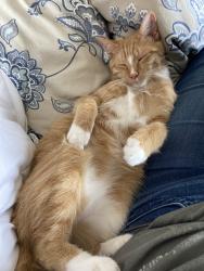 Reunited Male Cat last seen Cedar Street between Myrtle Ave and Dekalb Ave, Brooklyn, NY 11221