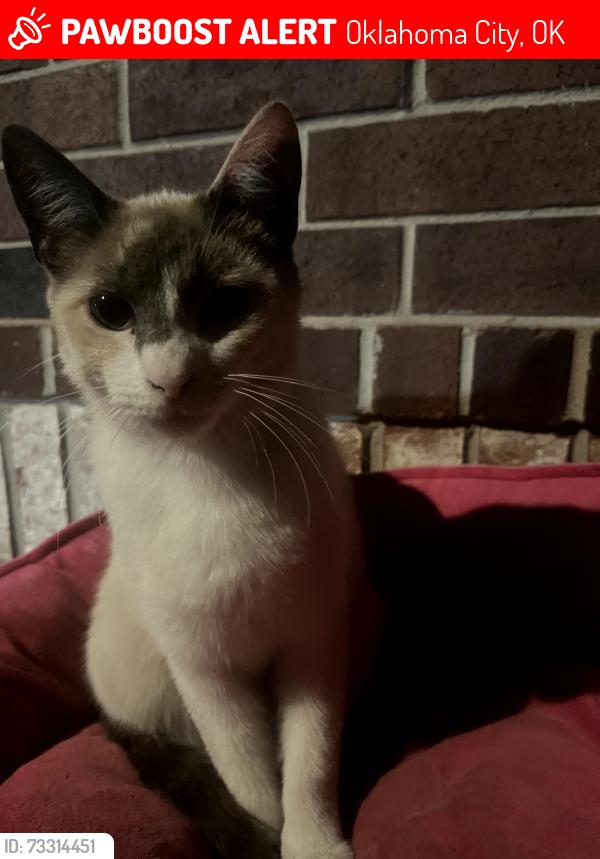 Lost Female Cat last seen 26th st and Stiles, Oklahoma City, OK 73129
