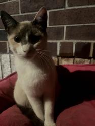 Lost Female Cat last seen 26th st and Stiles, Oklahoma City, OK 73129