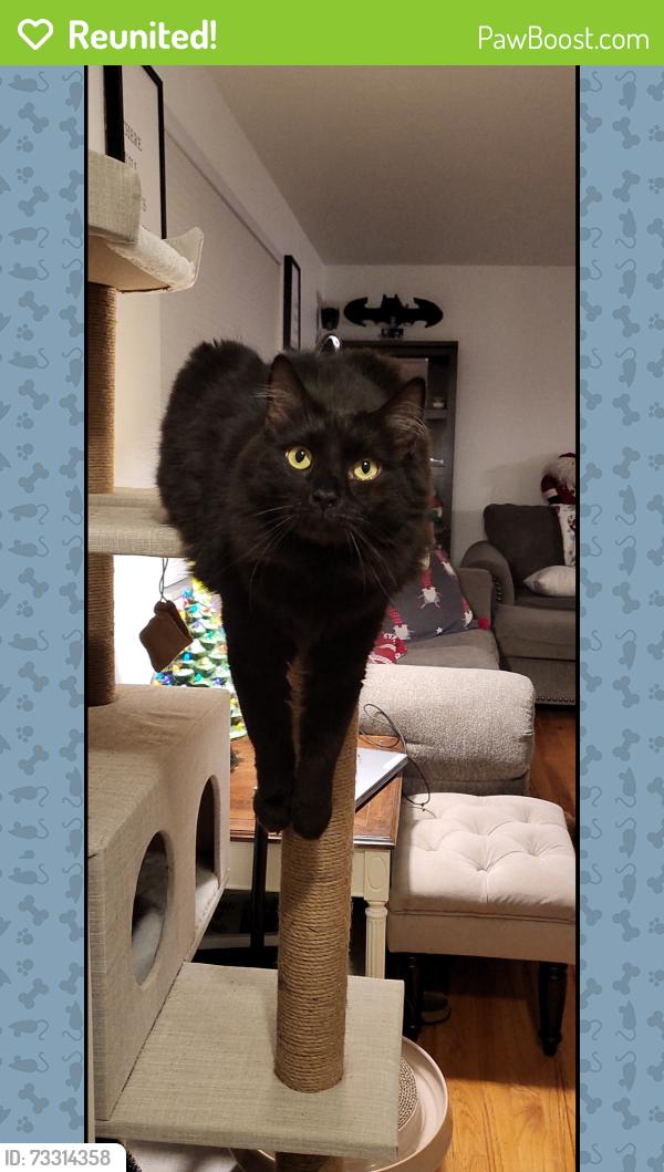 Reunited Male Cat last seen Ken Mawr United Presbyterian Church, McKees Rocks, PA 15136