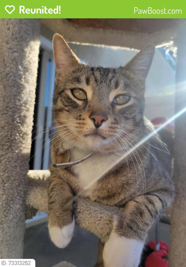 Reunited Male Cat last seen Valley View and Chapman, Garden Grove, CA 92845