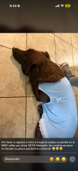 Lost Female Dog last seen Winchester Detrás del farmer markets conjuntos de casas, Memphis, TN 38115