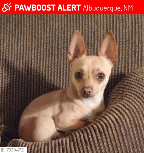 Lost Male Dog last seen 4th and Barelas, Albuquerque, NM 87102