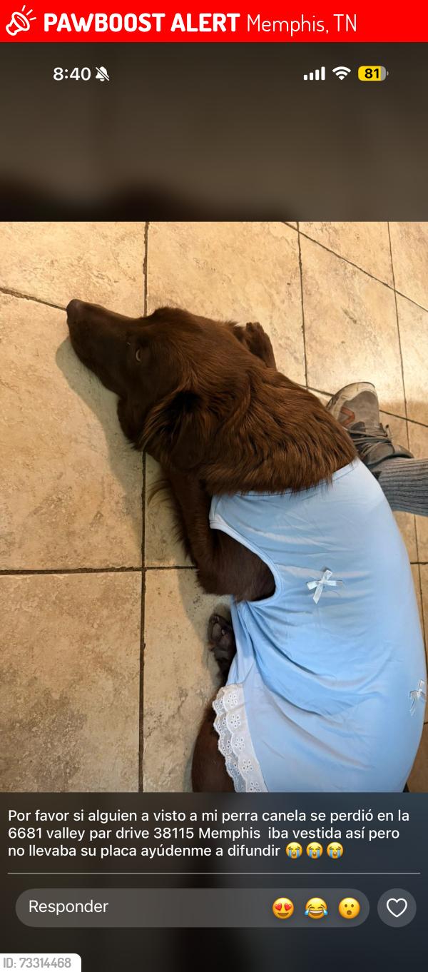 Lost Female Dog last seen Winchester Detrás del farmer markets conjuntos de casas, Memphis, TN 38115