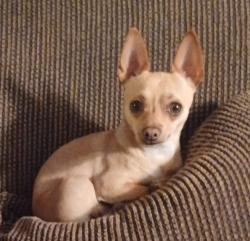 Lost Male Dog last seen 4th and Barelas, Albuquerque, NM 87102